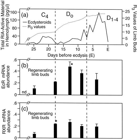 Fig. 2. Correlation of circulating ecdysteroids and levels of UpEcR and UpRXR receptor mRNA. (a) The same curve as in Figure 1 redrawn on a different scale. (b) Mean abundance of UpEcR mRNA extracted from limb buds removed at the points in the molt cycle corresponding to (a). The vertical bars indicate the standard error of the mean. The star (*) indicates statistically significant increase in levels compared to previous measurement (P = <0.05). (c) Mean abundance of RXR mRNA in limb buds during the molt cycle. Bars and stars indicate same as in (b). Molt cycle stages at top of (a) correspond to stages in Figure 1