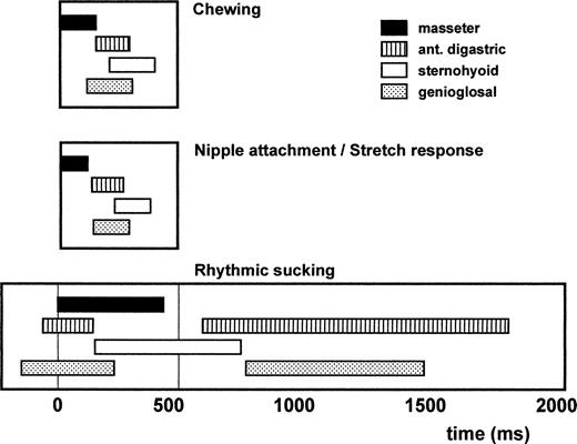 Fig. 2. The mean cycles for chewing, nipple attachment/stretch response, and rhythmic sucking in the rat. Cycle starts at the onset of masseter activity. Bar lengths indicate the mean muscle activity duration. Adapted from Westneat and Hall (1992)