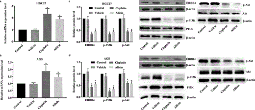 Detection results of miR-383-5p and ERBB4/PI3 K/Akt pathway in GC cells after allicin administration. 3 × 104/well GC cells were treated with allicin 10 µg/mL for 48 h or 10 µM cisplatin for 48 h. The expression of miR-383-5p was detected with RT-qPCR assay and the activity of ERBB4/PI3 K/Akt pathway was detected with western blotting assay. (a) Results of RT-qPCR detection of miR-383-5p level in HGC27 cells. (b) Results of RT-qPCR detection of miR-383-5p level in AGS cells. (c) Results of western blotting detection of ERBB4/PI3 K/Akt pathway in HGC27 cells. (d) Results of western blotting detection of ERBB4/PI3 K/Akt pathway in AGS cells. Control group, parental cells. Vehicle group, cells treated with DMSO. Cisplatin group, cells treated with 10 µg/mL cisplatin for 48 h. Allicin group, cells treated with 10 µg/mL allicin for 48 h. “*” represents statistically significant from Vehicle group, P < 0.05.