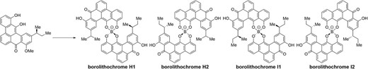 Total syntheses of borolithochromes H1, H2, I1, and I2 have been achieved.