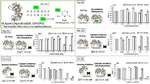 Evaluation of the enzymatic properties of DNA (cytosine-5)-methyltransferase M.ApeKI from archaea in the presence of metal ions.