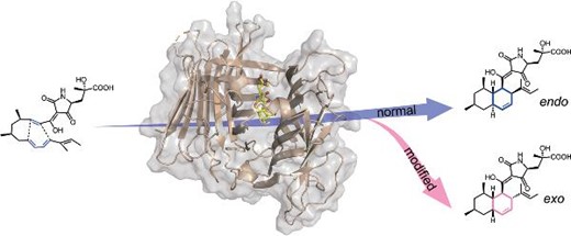 The cyclization of the chain substrate is endo-selective for the wild-type enzyme and exo-selective for the mutant enzyme.