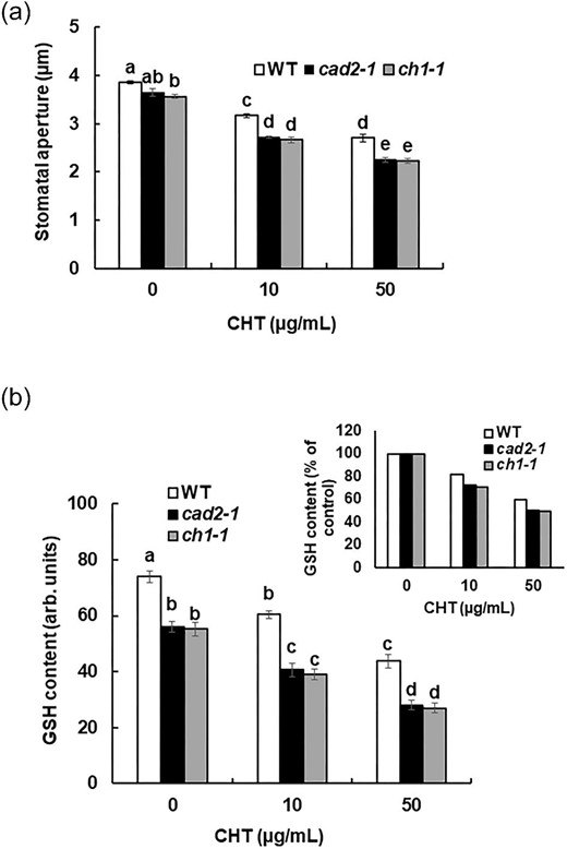 Effects of genetic depletion of GSH in guard cells on CHT-induced stomatal closure. (a) Chitosan-induced stomatal closure in cad2-1 and ch1-1 mutant plants compared with wild-type plants. Averages from three independent experiments (60 total stomata per bar) are shown. Error bars represent standard errors. (b) Glutathione content in guard cells of cad2-1 and ch1-1 mutant plants, and wild-type plants, measured using MCB. Glutathione content is expressed as GSB fluorescence intensity. Error bars represent standard errors (n = 3). Bars showing the different letter are significantly different at P < 0.05.