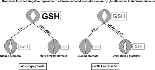 Negative regulation of chitosan-induced stomatal closure by glutathione in Arabidopsis thaliana