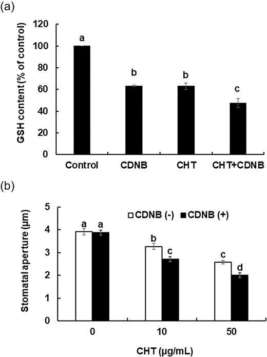 Effects of chemical depletion of GSH in guard cells on CHT-induced stomatal closure in wild-type plants. (a) Glutathione content in guard cells of wild type plants pretreated with CDNB. Glutathione content is expressed as GSB fluorescence intensity. Error bars represent standard errors (n = 3). (b) Chitosan-induced stomatal closure in CDNB-untreated and CDNB-treated wild-type plants. Averages from three independent experiments (60 total stomata per bar) are shown. Error bars represent standard errors. The leaves that were treated with both CDNB and CHT, were first pretreated with 10 µm CDNB for 30 min and then treated with CHT (10 µg/mL or 50 µg/mL) for 2 h. Bars showing the different letter are significantly different at P < .05.
