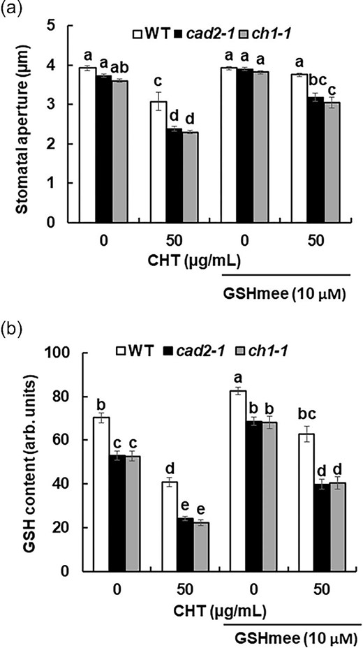 Effects of GSHmee on CHT-induced stomatal closure and GSH content in cad2-1 and ch1-1 mutant plants. (a) Chitosan-induced stomatal closure in wild-type plants and cad2-1 and ch1-1 mutant plants pretreated with 10 µm GSHmee. Averages from three independent experiments (60 total stomata per bar) are shown. Error bars represent standard errors. (b) Glutathione content in guard cells of wild-type plants and cad2-1 and ch1-1 mutant plants treated with 10 µm GSHmee and 50 µg/mL CHT. Glutathione content is expressed as GSB fluorescence intensity. Error bars represent standard errors (n = 3). Bars showing the different letter are significantly different at P < 0.05.
