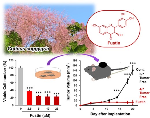 A characteristic polyphenol fustin in young fustic (Cotinus coggygria) suppresses melanoma cell growth in vivo.