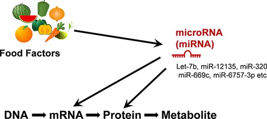 The physiological activity induced by food factors is partially mediated by changes in microRNA.