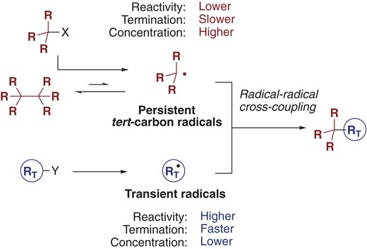 The persistent radical effect in the radical-radical cross-coupling of persistent tert-carbon radicals and transient radicals.
