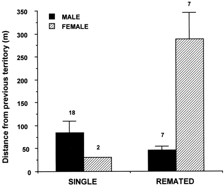 Distance of single and remated plovers from their previous territory (means±
 SE). The number of individuals is shown above each bar.