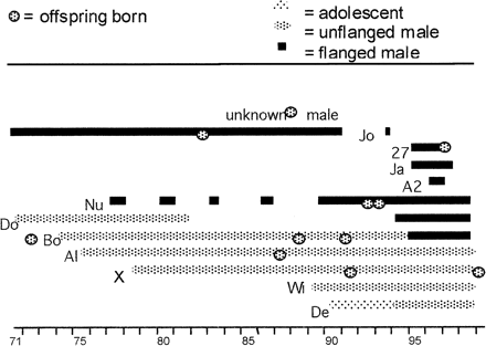 Summary of reproductive careers for unflanged and flanged males in Ketambe.
The x-axis represents the year. Breaks in lines represent periods when the
males disappeared from the study site. Two-letter descriptors of male names
correspond to Table 2, except
for Bobby, who is here described as “27.”