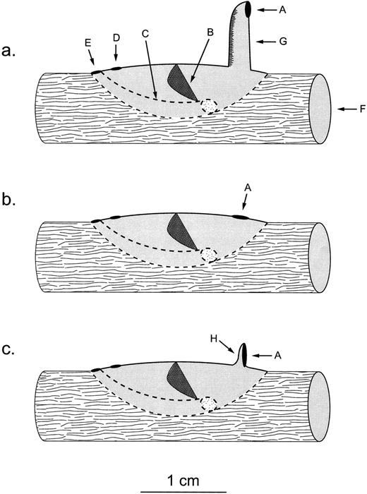  The larval retreat morphs of Macrostemum carolina : (a) “tube retreat,” (b) “flush retreat,” and (c) “backstop retreat.” A indicates water entrance hole; B, net; C, larval chamber; D, net chamber water exit hole; E, larval chamber water exit hole; F, snag; G, silken tube; and H, silken backstop. (This is amended from Figure 1 in Plague and McArthur, 2000 .) 