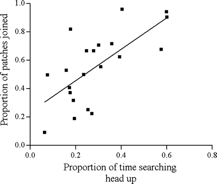 Correlation between the proportion of patches joined by a bird and the proportion of time it had the head up while searching. Each point is the average of six to 10 trials for one bird (n = 21).