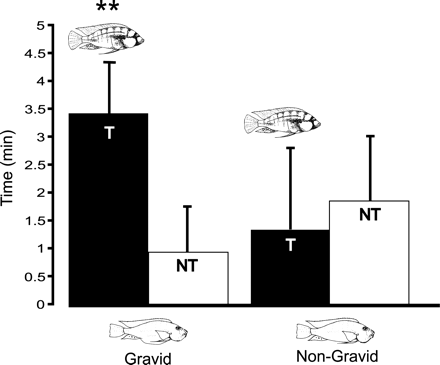 Gravid and non-gravid female affiliation with territorial (T) and non-territorial (NT) male phenotypes. The graphs show average time females affiliated with T and NT males, who were confined to either end of a tank. Affiliation time is corrected by baseline measurements of time spent at either end while males were obscured.