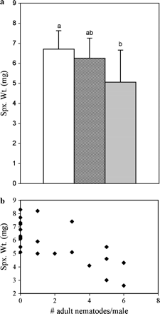 Results of manual infection experiment. (a) Mean spermatophylax weight (spx. wt.), error bars represent standard deviation. The mean spermatophylax weight was significantly higher for control males (white bar, n = 12) than for infected males (light bar, n = 12) (p = .005). The mean wpermatophylax weight for uninfected-treatment males (dark bar, n = 10) did not differ from that of control or infected-treatment males. (b) Spermatophylax weight is negatively correlated with the number of adult nematodes (intensity of infection; R2 = .53, p = .001). Each data point represents an individual male cricket. Spermatophylax weights for control males are also included in graph (i.e., intensity of infection = 0). The mean parasite load was 3.6 nematodes/male.