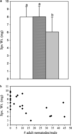 In the natural infection experiment, (a) mean (+SD) spermatophylax weight (spx. wt.) for control males (white bar, n = 14) is significantly higher than for infected males (light bar, n = 15) (p < .004). The mean spermatophylax weight for uninfected-treatment males (dark bar, n = 8) did not differ from that of control males. (b) The negative correlation between parasite load and spermatophylax weight is significant (R2 = .37, p < .001). Each data point represents an individual cricket, either a control (intensity of infection = 0) or an infected male. The mean parasite load was 18.5 nematodes/male.