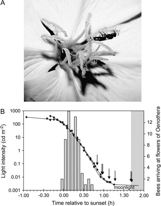 (A) The temperate bee Lasioglossum (Sphecodogastra) spp. (Halictini, Halictidae) collecting pollen from a flower of Oenothera caespitosa subsp. marginata. (B) Activity of Lasioglossum (Sphecodogastra) lusoria and Lasioglossum (Sphecodogastra) galpinsiae and light intensities at the flower site during dusk. Gray bars: number of L. (S.) lusoria) observed in Logan, during 5-min intervals, at the flowers. Lines with diamonds: light intensities at the flower site. Arrows relate to the times at which L. (S.) galpinsiae were observed foraging, by Bohart and Youssef (1976), at a similar site in Utah (see text for details).