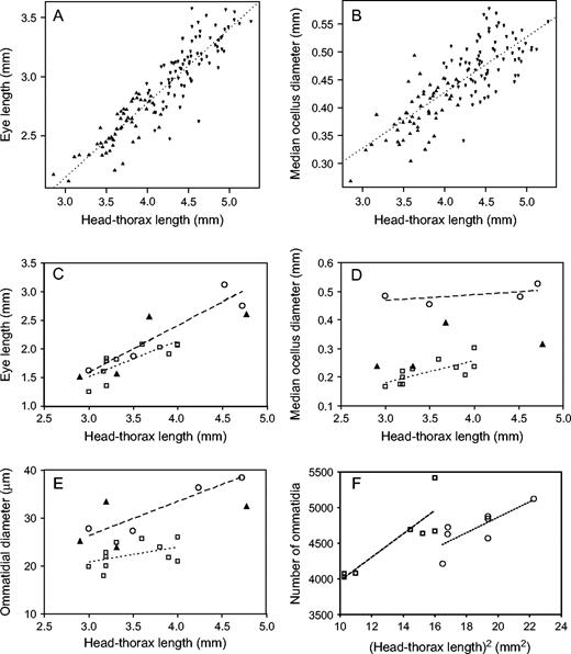 (A) Eye length and (B) diameter of the median ocellus in 81 Megalopta genalis and 52 M. ecuadoria, as a function of body size. M. genalis—HT: mean = 4.525, SD = 0.2835, SEM = 0.0315; eye length: mean = 3.113, SD = 0.2438, SEM = 0.02709; ocellus diameter: mean = 0.4798, SD = 0.06652, SEM = 0.007391. Megalopta ecuadoria—HT: mean = 3.678, SD = 0.2767, SEM = 0.03837; eye length: mean = 2.564, SD = 0.1911, SEM = 0.0265; ocellus diameter: mean = 0.3912, SD = 0.04432, SEM = 0.006146. In both species, eye length (R2 = .811) and ocellus diameter (R2 = .61) depend on body size. (C–E): Eye length (C), diameter of the median ocellus (D), and ommatidial diameter (E) of different species of halictid and andrenid bees that forage in nocturnal (open circles), crepuscular (filled triangles), and diurnal (open squares) light intensities. Regression lines are given for nocturnal (dashed) and diurnal (dotted) bees. Average values are given for species where more than one animal was measured. For measurements of individual bees please see Table 1. (F) Number of ommatidia of nocturnal (open circles) and diurnal (open squares) augochlorine bees as a function of a body-surface parameter, the square of HT. Each data point represents an individual bee (see Table 1).
