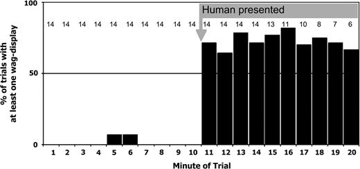 The occurrence of wag-display increased when a human was experimentally presented to a colony of motmots. Ten minutes of baseline data were collected before a human emerged from hiding. The human emerged after minute 10, and data were collected for 10 min or until all motmots had left the colony. Fourteen human-presentation trials were conducted. The gray numbers along the top of the graph denote the sample size (number of trials where ≥1 bird was at colony) for each 1-min interval.
