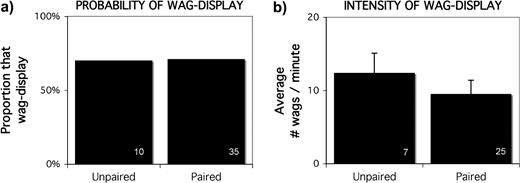 When a human was experimentally presented to a colony of motmots, paired status was not related to (a) the probability of performing the wag-display or (b) the intensity of wagging. Sample size is shown in the lower right of each bar.