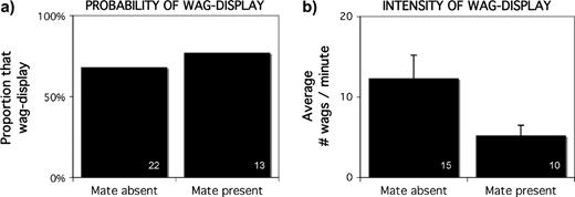 When a human was experimentally presented to a colony of motmots, the presence or absence of an individual's mate was not related to (a) the probability of performing the wag-display or (b) the intensity of wagging. Sample size is shown in the lower right of each bar.