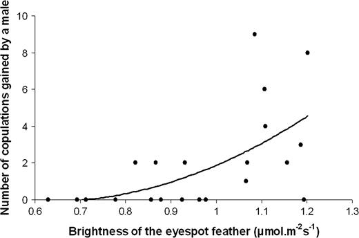 Positive correlation between the number of copulations obtained by a male and the brightness of the eyespot feather. Total brightness (spectral intensity) is a measure of the total photon flux reflected between 300 and 700 nm. This parameter is expressed in micromoles per square meter per second, relative to an incident light of 10 μmol m−2.s−1.