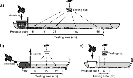 Experimental setup: (a) tadpole responses to chemical cues from predators, (b) the responses of dragonfly nymphs to visual cues from tadpoles, and (c) tadpole responses to potential visual cues from predators.
