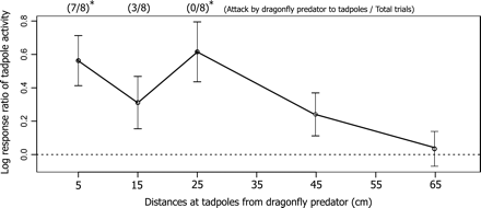 Mean log response ratios (LRRs) of tadpole activity in response to chemical cues from dragonfly nymphs at different distances. Each value of the experimental distance was averaged, the values from 20 to 55 min of each distance treatment based on the preliminary time-series analysis of the 5-cm distance treatment. Error bars indicate ±99% confidence intervals, and the horizontal dashed line designates LRR = 0. Confidence intervals not including zero indicate a significant effect of the treatment on tadpole activities. The ratios on the plot denote the frequencies of responses by dragonfly nymphs to visual cues from tadpoles at 3 different distances. Asterisks on the ratios at each distance treatment indicate that the number of trials including attack and nonattack observations differed significantly by a χ2 test (P < 0.05).