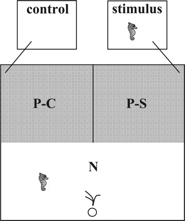 Experimental design of experiment 1, showing preference zones (stimulus P-S and control P-C), the neutral zone (N), as well as locations of the water outflow (circle) and artificial holdfast.