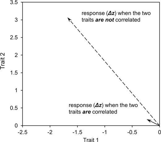A graphical example of how trait correlations can affect responses to selection. Plotted is the response of 2 populations, both of which have average trait values of 0 for 2 different traits. In one population, the 2 traits are positively correlated (r = 0.9, solid line) and in the other, the 2 traits are uncorrelated (dashed line) and both populations have the same additive genetic variances for each trait (but which differ between traits). If both populations are exposed to selection of the same strength favoring negative values of one trait and positive values of the other , the correlation between the traits will affect responses to selection. In the population where the traits are not correlated, the population’s average moves from 0 and 0 to −1.7 and 3.1 for traits 1 and 2, respectively. In the population where the 2 traits are correlated, the population only moves to −0.24 and 0.18 for traits 1 and 2, respectively.