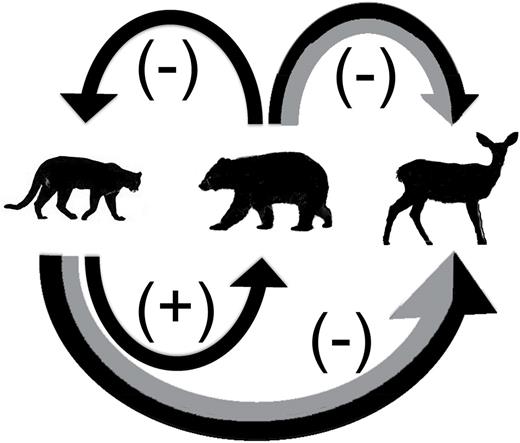 Conceptual model of how interference competition by a dominant competitor might influence prey dynamics through a top predator. The “+” sign indicates positive contributions, and the “−” sign indicates a negative influence. Pumas provide subsidies to black bears, but negatively impact deer numbers. Black bears negatively influence pumas through kleptoparasitism and negatively impact deer through fawn predation. The grey portions of the arrows connecting bear to deer, and pumas to bears are the potential additional impacts due to interference competition. Black bears increase puma kill rates, thus the grey represents this additional impact. Pumas potentially subsidize bear populations, which in turn predate on deer fawns.