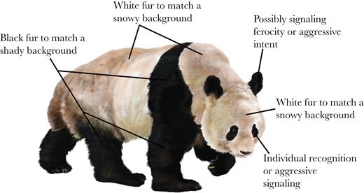 Working hypotheses for pelage coloration in the giant panda (drawing by Ricky Patel).