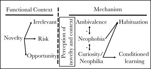 Overview of the functional consequences of novelty, the corresponding adaptive mechanisms for responding, and some nonadaptive outcomes. Any change in local environment could have either no effect on fitness (irrelevant), could reduce fitness (increase risk), or could increase fitness (new opportunity for resources). If organisms could perfectly assess these consequences, then they should respond either with ambivalence (to irrelevant novelty), neophobia (to risky novelty), or neophilia (to beneficial novelty). Because organisms are rarely perfect in their assessments, incorrect identification of novelty leads to inappropriate responses. For example, neophobia could interfere with adaptive ambivalence or with adaptive neophilia and vice-versa (indicated by vertical arrows). Habituation, the reduction in neophobia to irrelevant novelty upon repeated exposure, may be a response to inappropriate neophobia or neophilia. Conditioned or innovative learning may similarly be affected by inappropriate neophobia. Such connections between responses to novelty may be driven by common or linked programs for processing information and so could produce a syndrome structure to responses across some or all contexts. However, the impact of other contextual factors (not shown) could reduce correlations among the different responses to novelty.