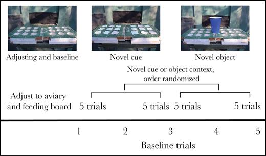 Overview of experimental setting and organization of trials. All data collection focused on subjects arriving at the feeding board (latency to board) or feeding from the board (latency from board to feed) that was present in all trials. Baseline trials (using board depicted at left) were interspersed among all other trials as indicated at the bottom. The order of novel object trials (set of 10 trials with series of 5 for each of 2 objects, one of which is shown in right-hand picture) and novel cue trials (example in center picture) was randomized in blocks of 10 trials. The first 5 novel cue trials were preceded by trials designed to train subjects to look for food under lids (not shown).