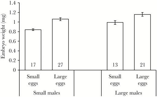 Average embryo mass (mean ± SE, mg) for small and large males of broad-nosed pipefish after 18 days of brooding either small or large eggs. Sample sizes are provided at the bottom of the bars.