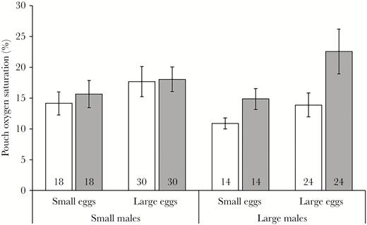 Pouch oxygen saturation levels (mean ± SE, %) in the middle (white) and bottom (gray) sections of the brood pouch, on day 18 of the brooding period, of small and large broad-nosed pipefish males brooding small or large eggs. Sample sizes are provided at the bottom of the bars.