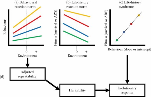 Flowchart of the analytical procedure to quantify the potential for an evolutionary response from variation in behavioral phenotypes and environmental variation. Each color represents an individual. (a) Behavioral reaction norms (BRN) quantify individual-level plasticity across an environmental gradient, the slopes of BRN lines, and personality, the behavior in an average environment (the intercept, dashed line). The gold individual displays the highest value for this behavior, and the green individual the lowest. All individuals increase expression of the behavior as the environmental variable increases, but the gold individual has the strongest response. (b) Reaction norms quantify life-history characteristics related to fitness (reproductive success or survival). The green individual has the lowest fitness and the gold the highest. However, for all individuals, fitness declines as the measured environmental gradient increases. (c) By linking panels a and b, a life-history syndrome is quantified, linking individual behavior, either personality or plasticity, to the average value of fitness. The individuals that either have increased plasticity in their behavior (slope of panel a) or a higher value for the behavior in an average environment (intercept panel a), have higher fitness. (d) Behavioral reaction norms quantify adjusted repeatability, the repeatability value after accounting for variation in the environment.