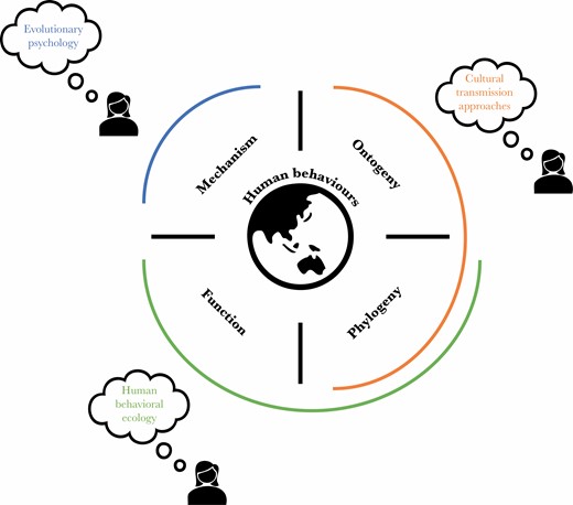 Human behavioral ecology, evolutionary psychology, and the cultural transmission approaches (shown in green, blue, and brown, respectively) ask different evolutionary questions about human behaviors. Notice that some might extend the domain of interest of the cultural transmission approaches to include mechanism, and others might extend evolutionary psychology to cover ontogeny, depending on what definition of psychological mechanism is adopted.