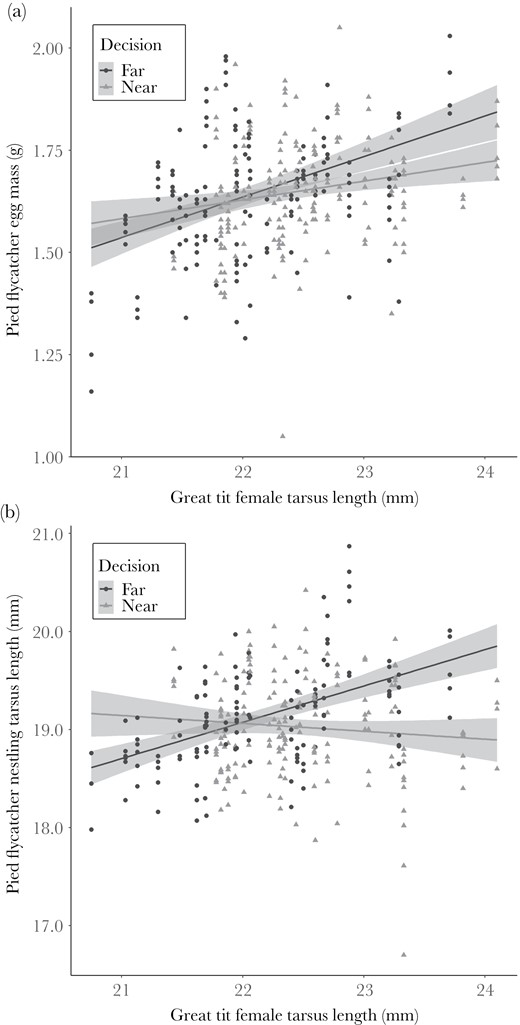 (a) Association between great tit female tarsus length (mm) and pied flycatcher egg mass (g) and (b) between great tit female tarsus length (mm) and pied flycatcher nestling tarsus length (mm) near (gray dashed line) and far (black solid line) from great tit nest with 95% confidence intervals.