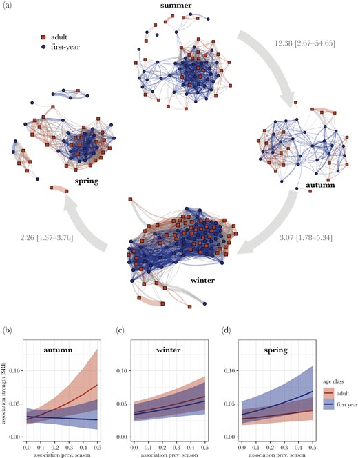 (a) Social networks across seasons. Dyadic associations were predicted by associations during the previous season for both adults and first-year birds (gray arrows indicate odds ratios estimated across both adults and first-years for associations in the previous season predicting associations in the current season (per unit association) with 95% credible intervals). (b–d) Network stability based on familiarity across seasons per age group. Associations during the previous season predicted dyadic association strengths across all seasons. In autumn, this effect was mainly driven by adult birds and in spring by first-year birds, although effect sizes for adults fall largely within credible intervals of first-year birds.