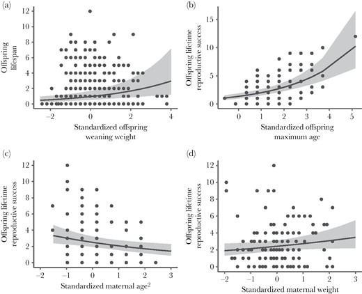 Female Columbian ground squirrel longevity (years; n = 518 individuals) (maximum age in years) increased with weaning weight (a). Female lifetime reproductive success (number of yearlings reared; n = 115 individuals) increased with offspring age (b), decreased with quadratic maternal age (c), and tended to increase with maternal weight (d). All response variables were mean-centered and standardized and are unitless, with 0 representing the mean value (a) mean offspring weaning weight was 105.56 ± 0.89 g, (b) mean offspring maximum age was 1.28 (range 0–12) years, (c) mean maternal age was 3.79 (range 2–9) years, and (d) mean maternal weight was 420.58 g (range 300–590). We plot the model-generated line of best fit with 95% confidence interval shading.