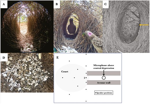 Bower geometry. A) Hemispherical photo (360° solid angle) taken at the female’s head position inside the avenue, note ornaments in central depression below her head position and pebbles on the court outside the far avenue entrance. B) Photo of female in avenue and male displaying a fruit in his bill at the avenue entrance. His nuchal crest will be expanded further when he turns his head around to show it to her. Note ornaments at avenue entrance. C) Photograph of male bill holding a fruit at the opposite entrance of the avenue (note arrow) when displaying without a female. D) Court photo with end of avenue at right; the other court is at the opposite end of the avenue and is usually smaller and darker. E) Speaker positions (dots) relative to main court and avenue. Position 1 is in front of the avenue entrance.