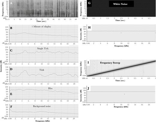 Justification for design of experimental sound. (A–F) natural and (G–J) experimental sounds. A) spectrograph of characteristic sounds made by a great bowerbird male displaying on a court to a female inside the bower (scale 0–21 kHz by 0–60 s.). B–F) Sound spectra of sounds isolated from the recording (0–100 or 120 dB by 0–21 kHz); spectra are averages over the sound’s time interval using RavenPro. The background noise F) was extracted from a quiet period in the same recording. Sounds made during displays are 20–40 db above the background noise. G) white noise playback spectrograph, a mixture of many frequencies (0–20 kHz by 5 s). H) sound spectrum of (G) (0–120 dB by 0–20 kHz). I) Frequency sweep playback spectrograph. J) sound spectrum of sweep (same scale as H). Playback spectra are flat, allowing simple estimates of sound properties of the bowers when recorded in the avenue at the female’s head position. The spectral shapes are more important than the details of the axes. Axes ranges (x, y) are: A: 0–60 s, 0– 22 kHz. B–F: 0–20 kHz, 0–120 dB (B–E) and 0–100 db (F). G: 0–5 s, 0–20 kHz. H: 0–20 kHz, 0–130 dB; I: 0–5 s, 0–21 kHz. J: 0–20 kHz, 0–130 db.