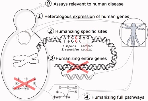 Five degrees of yeast humanization. Yeast have proven useful for the direct study of human biology in a variety of forms, illustrated here to distinguish those cases in which yeast were simply studied for human-specific processes and drugs (degree 0), to the heterologous expression of human genes in yeast (degree 1), all the way to the directed replacement of specific amino acids, genes, and pathways (degrees 2–4, respectively). (A colour version of this figure is available online at: http://bfg.oxfordjournals.org)