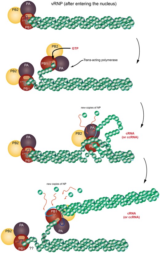  A cartoon representation of the replication process showing the time-dependent relationship between the vRNP and trans-acting viral polymerase (PB1, PB2 and PA). Note that this model is still under investigation and the possibility remains that replication is also done in cis. The progression of the figure is from top to bottom. (Top) The vRNP has entered the nucleus of the host cell and has separated from other vRNPs. Perhaps at this stage, the vRNP has become anchored to chromatin, though this is not specified. (Next step) The 3′ terminus of the vRNA segment somehow unwinds and the trans-acting viral polymerase captures this free segment and begins copying the sequence in the 3′–5′ direction, making an antisense copy of whatever template is present. (Next frame) The process continues with the viral polymerase somehow unwinding the vRNA + NPs, all the while recruiting new NPs for the copy. (Next frame) When the replication is complete, the structure is eventually released. There are several steps in the trans-acting model that are not fully determined yet. The schematic is inspired from [44] and [42]. The structure of the vRNP is based on the right-handed helix in [42]; however, it is important to remember that [43] reports a left-handed helix. (A colour version of this figure is available online at: https://academic.oup.com/bfg)