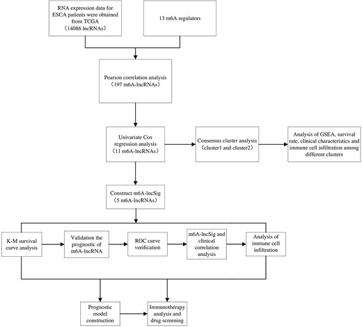Diagrammatic representation of the research process.