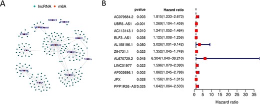 (A) Co-expression network diagram of m6A-lncRNAs. (B) Forest map of m6A-lncRNAs associated with prognosis.