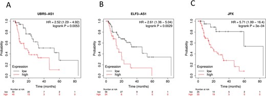 Prognostic validation of the m6A-lncSig by KM plotter. (A) UBR5-AS1. (B) ELF3-AS1. (C) JPX.