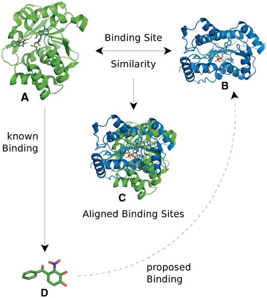 The drug repositioning process using binding site similarity. Two proteins A and B have similar binding sites and thus can be aligned (C). The found binding site similarity suggests that the ligand D may also bind to the protein B. This gives a candidate for drug repositioning.