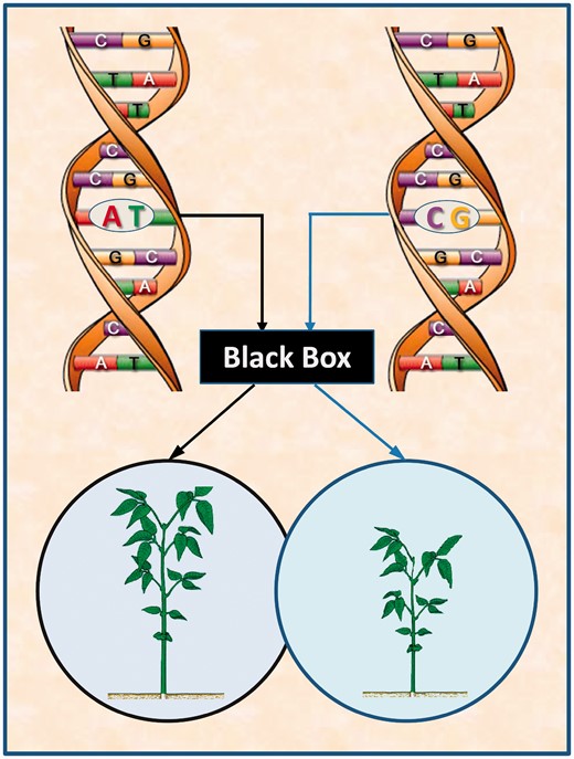 Traditional genetic mapping that links DNA variation (AT versus CG) in a region of the plant genome to phenotypic variation in static plant traits, such as leaf display, through a statistical test. This approach simply considers the biochemical pathways from DNA to the phenotype as a black box, unable to address the biological complexity of phenotypic formation and development.